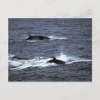 Minke walvis