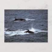 Minke walvis briefkaart (Voorkant)