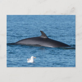 Minke walvis en zeemeeuw natuur foto briefkaart