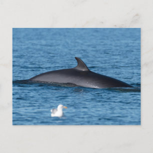 Minke walvis en zeemeeuw natuur foto briefkaart
