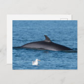 Minke walvis en zeemeeuw natuur foto briefkaart (Voorkant / Achterkant)