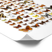 Minnesota Butterflies Poster (Hoek)