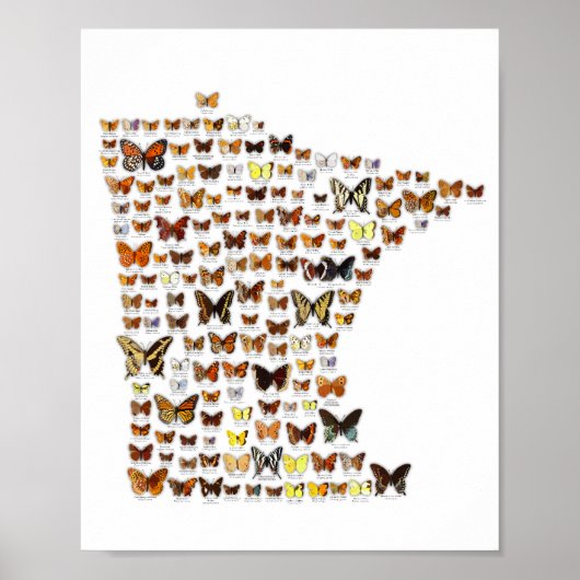 Minnesota Butterflies Poster (Voorkant)