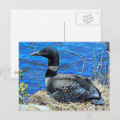Minnesota Common Loon Briefkaart (Voorkant / Achterkant)