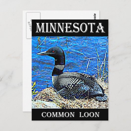 Minnesota Common Loon Briefkaart (Voorkant / Achterkant)