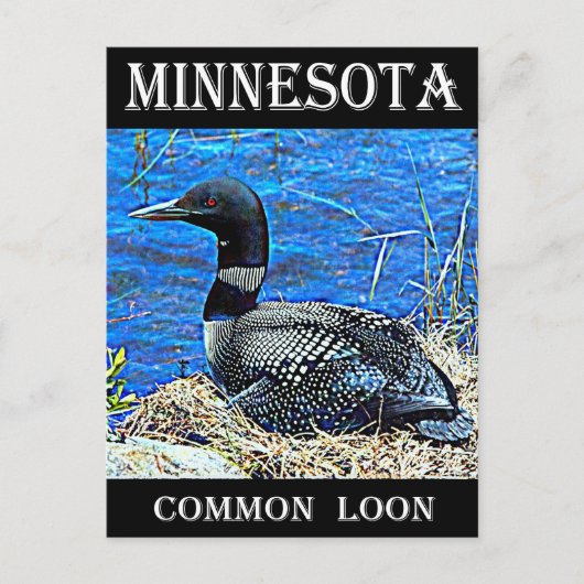 Minnesota Common Loon Briefkaart (Voorkant)