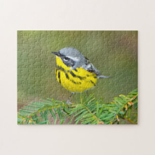 Minnesota, Mendota Heights, Magnolia Zanger Legpuzzel