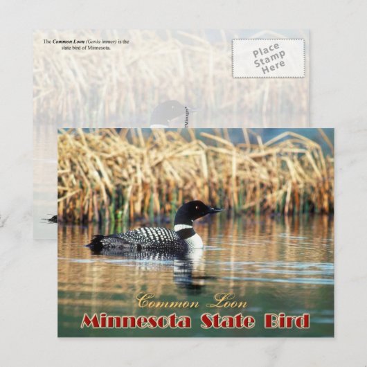 Minnesota State Bird - Common Loon Briefkaart (Voorkant / Achterkant)