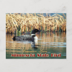 Minnesota State Bird - Common Loon Briefkaart