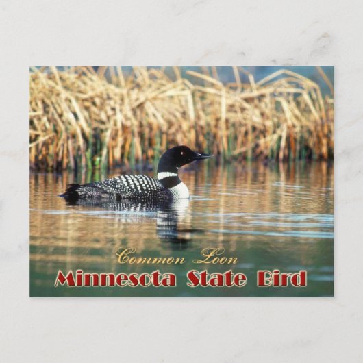 Minnesota State Bird - Common Loon Briefkaart (Voorkant)