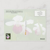 Minnesota State Flower: Showy Lady's Slipper Briefkaart (Achterkant)