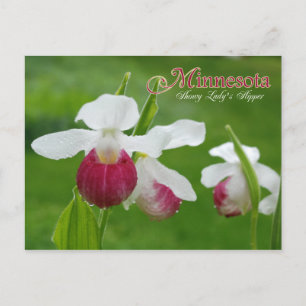 Minnesota State Flower: Showy Lady's Slipper Briefkaart