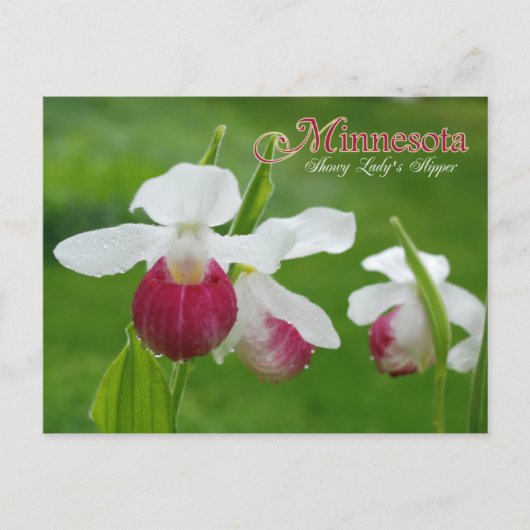Minnesota State Flower: Showy Lady's Slipper Briefkaart (Voorkant)