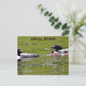 Minocqua Wisconsin Briefkaart Lake Up North Loons (Staand voorkant)