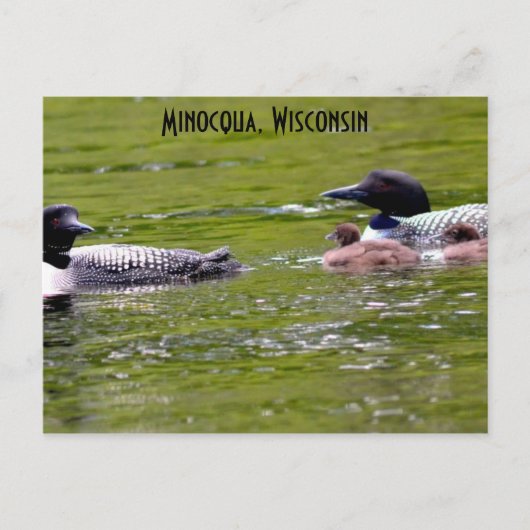 Minocqua Wisconsin Briefkaart Lake Up North Loons (Voorkant)