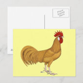 Minorca: Buff Rooster Briefkaart (Voorkant / Achterkant)