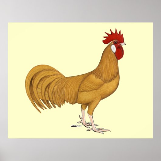 Minorca: Buff Rooster Poster (Voorkant)