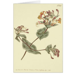 Minorca Honeysuckle Yellow Illustratie