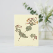 Minorca Honeysuckle Yellow Illustratie Briefkaart (Staand voorkant)