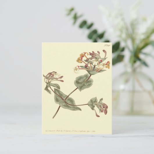 Minorca Honeysuckle Yellow Illustratie Briefkaart (Staand voorkant)