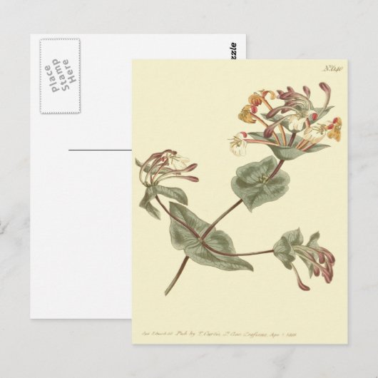 Minorca Honeysuckle Yellow Illustratie Briefkaart (Voorkant / Achterkant)