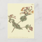 Minorca Honeysuckle Yellow Illustratie Briefkaart (Voorkant)