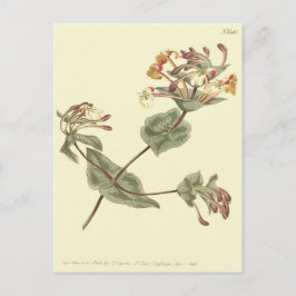 Minorca Honeysuckle Yellow Illustratie Briefkaart