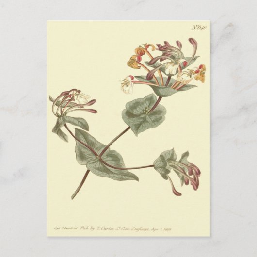 Minorca Honeysuckle Yellow Illustratie Briefkaart (Voorkant)