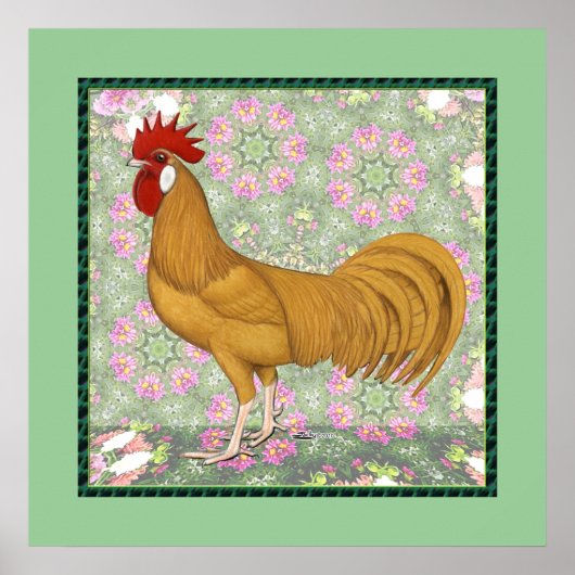 Minorca: ouderwetse rooster poster (Voorkant)