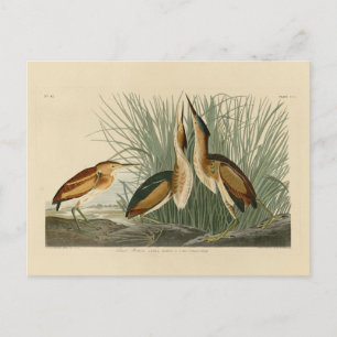 Minst Bittern uit Audubon's Birds of America Briefkaart