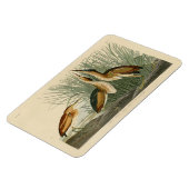 Minst Bittern uit Audubon's Birds of America Magneet (Linkerzijde)
