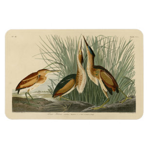 Minst Bittern uit Audubon's Birds of America Magneet