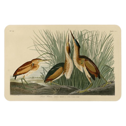 Minst Bittern uit Audubon's Birds of America Magneet (Horizontaal)