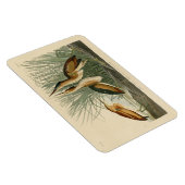 Minst Bittern uit Audubon's Birds of America Magneet (Rechterzijde)