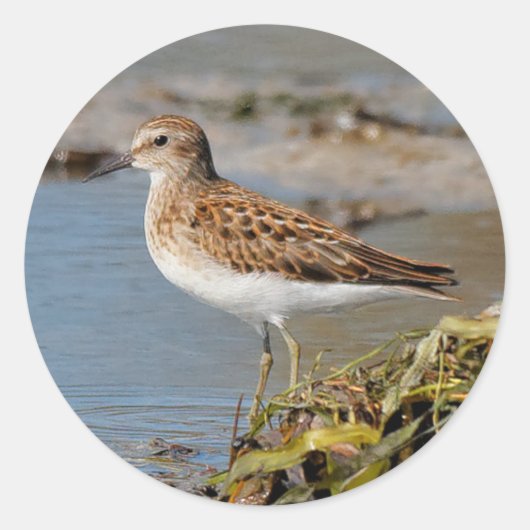 Minst Sandpiper op de Mudflats Ronde Sticker (Voorkant)
