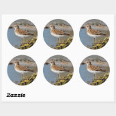 Minst Sandpiper op de Mudflats Ronde Sticker (Vel)