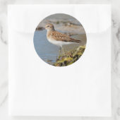 Minst Sandpiper op de Mudflats Ronde Sticker (Tas)