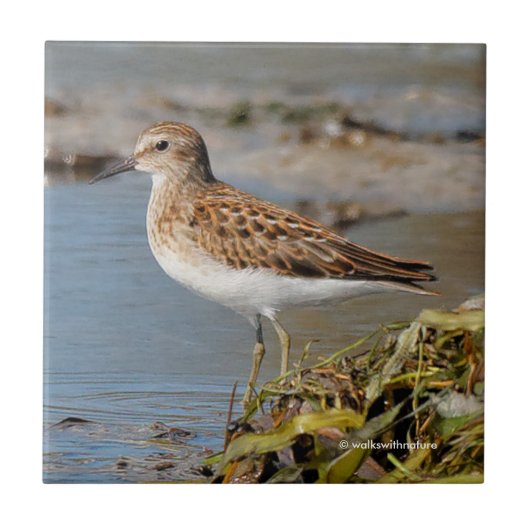 Minst Sandpiper op de Mudflats Tegeltje (Voorkant)