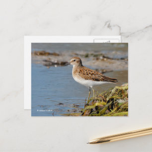 Minst Sandpiper Shorebird op Mudflats Briefkaart