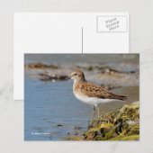 Minst Sandpiper Shorebird op Mudflats Briefkaart (Voorkant / Achterkant)