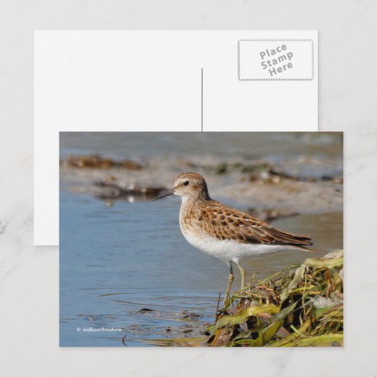Minst Sandpiper Shorebird op Mudflats Briefkaart (Voorkant / Achterkant)