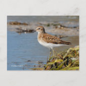 Minst Sandpiper Shorebird op Mudflats Briefkaart (Voorkant)