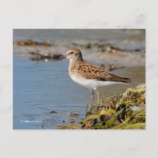Minst Sandpiper Shorebird op Mudflats Briefkaart (Voorkant)
