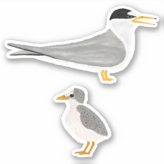 Minst Tern met zijn kuiken Sticker (Voorkant)