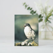 Minste auklets briefkaart (Staand voorkant)