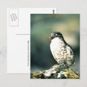 Minste auklets briefkaart (Voorkant / Achterkant)