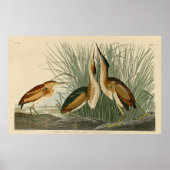 Minste bittern poster (Voorkant)