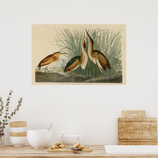 Minste bittern poster (Keuken)