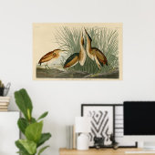 Minste bittern poster (Thuiskantoor)