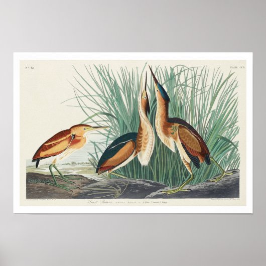 Minste bittersoort door Poster van Audubon (Voorkant)
